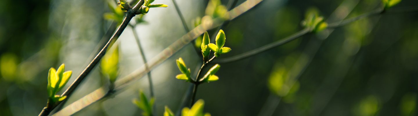 close up on a tree with green buds on it